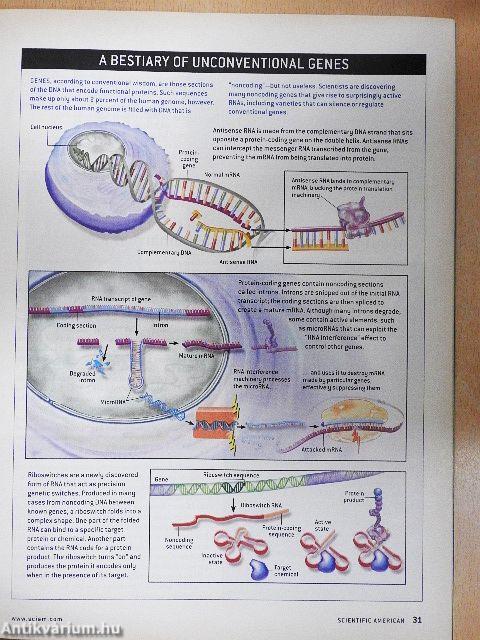 Scientific American November 2003