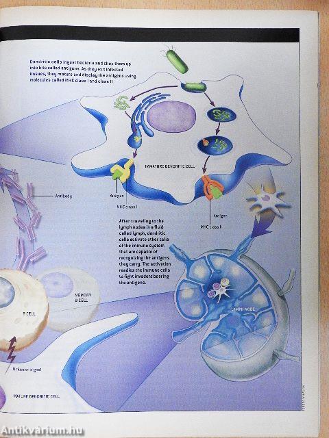 Scientific American November 2002