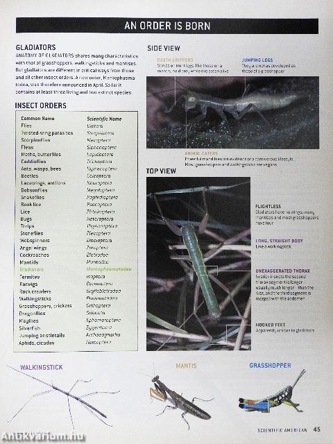 Scientific American November 2002