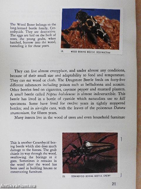 The World of Insects