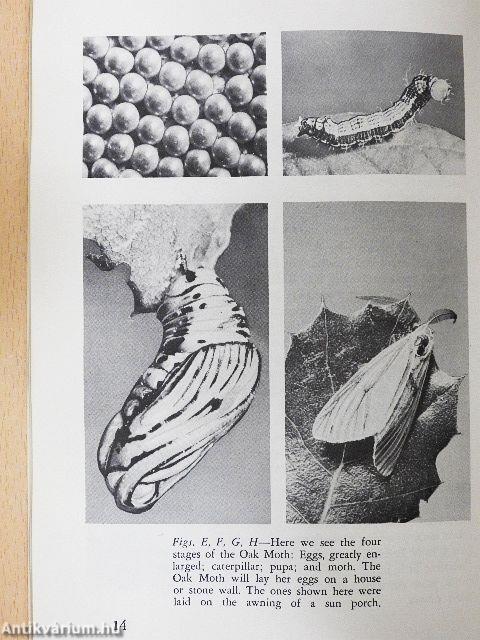 The World of Insects