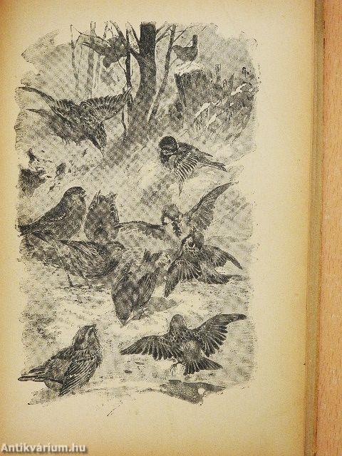 Seregély kisasszony emlékiratai