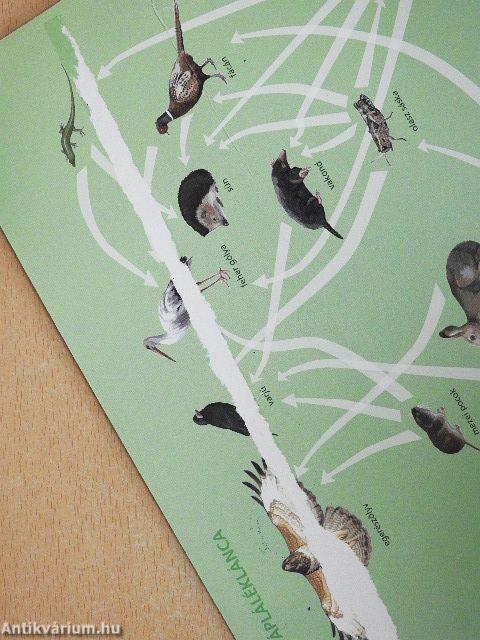 Természetismeret 5.