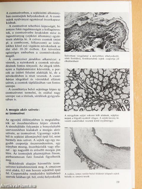 A csodálatos emberi test