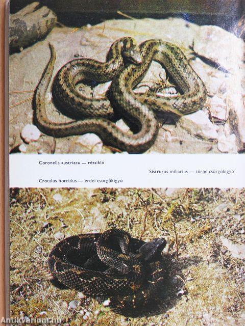 Kígyók