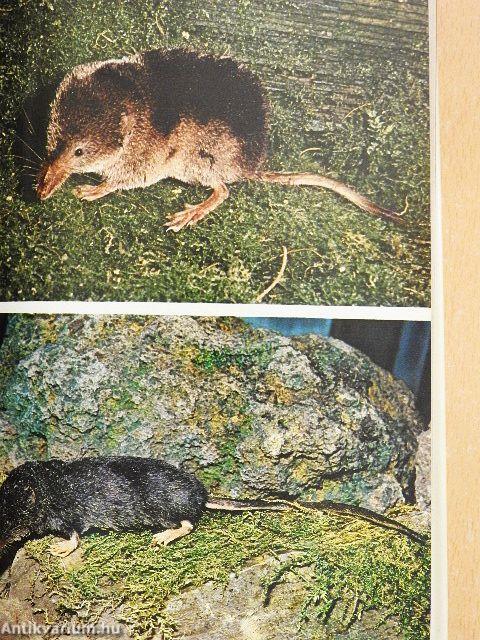 Wildlebende Säugetiere Europas