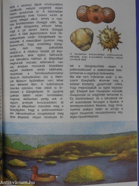 Gombák, mohák és harasztok