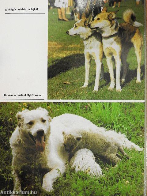 Ó, azok a csodálatos ebek!