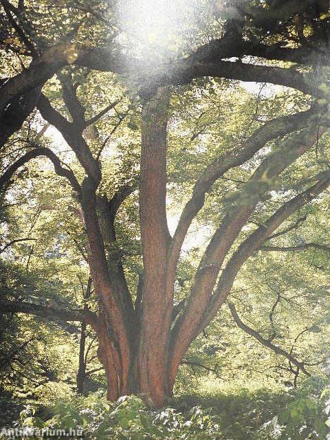 A magyarság nevezetes fái