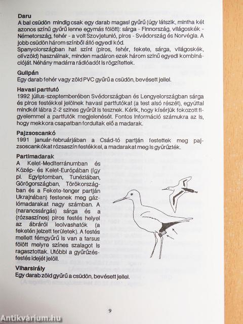 Gyűrűző híradó 6.