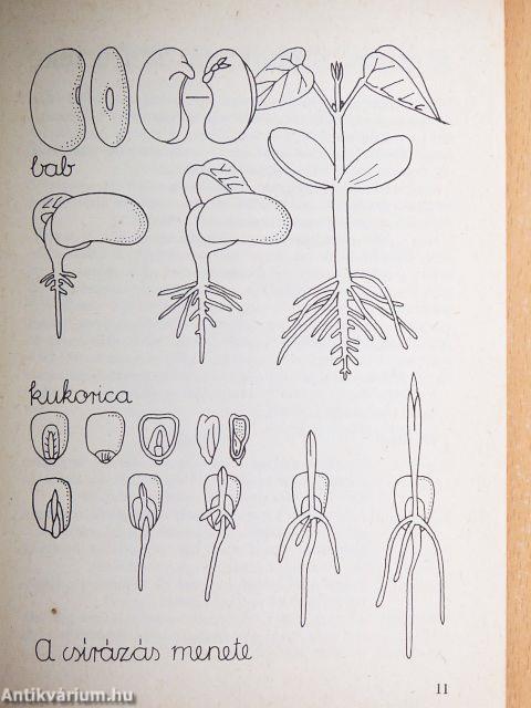 Csírazöldség a natúrkonyhában