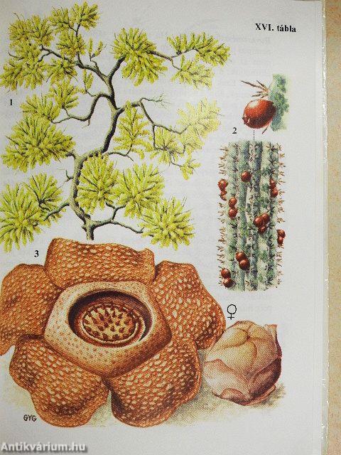 Különös növények