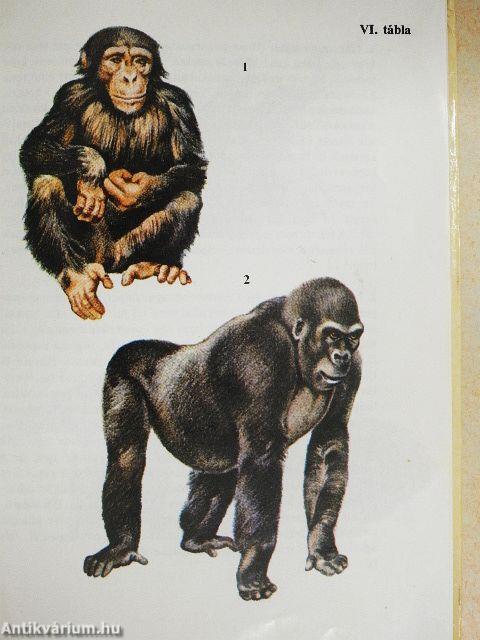 Állatkerti emlősök