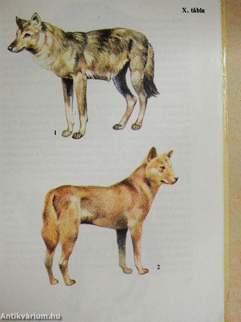 Állatkerti emlősök