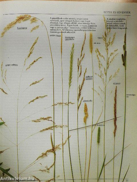 Az amatőr természetbúvár