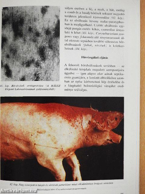 Húsvizsgálat képekben