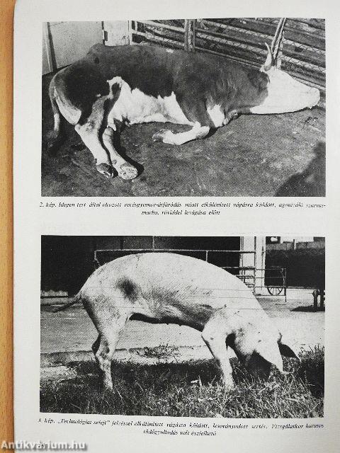 Húsvizsgálat képekben