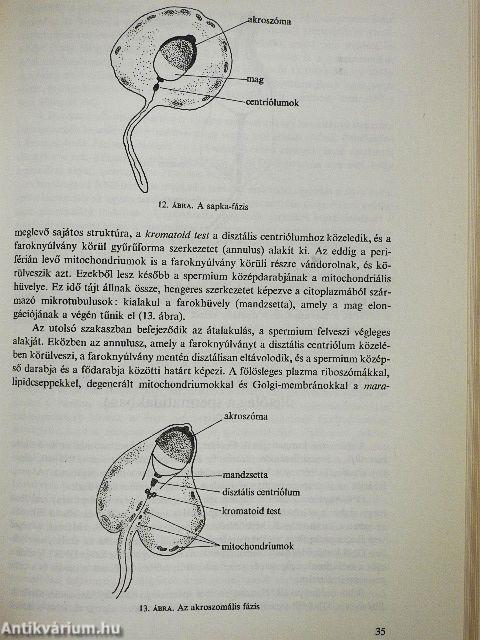 A hímivarú állatok szaporodásbiológiája