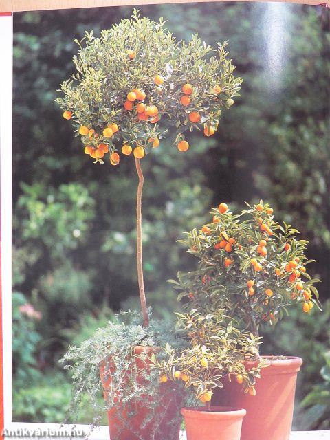 Energiát adó szobanövények