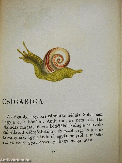 Tárgyak, virágok, állatok, emberek gyerekszemmel