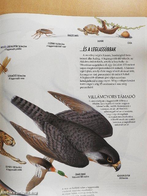 Rekordok képeskönyve