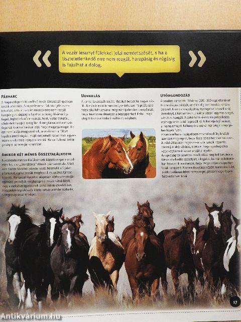Legjobb barátaink: a lovak