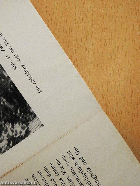 Nagetiere Deutschlands