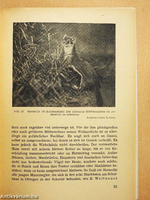 Die Wildlebenden Raubtiere Deutschlands