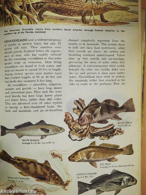 The Hamlyn Children's Animal World Encyclopedia in colour