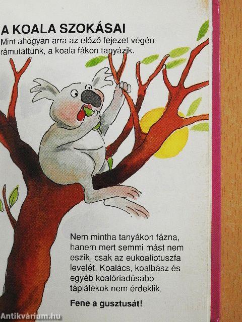 Amit a koalákról feltétlenül tudni kell