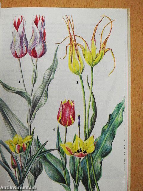 Hagymások, gumósok