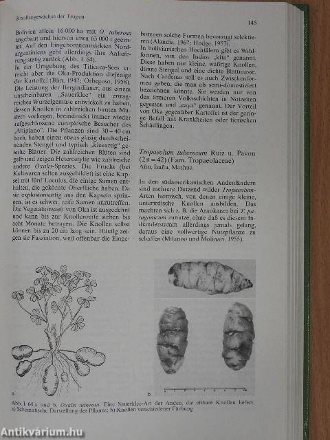 Tropische Nutzpflanzen