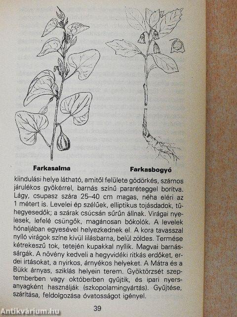 Mérgező növények