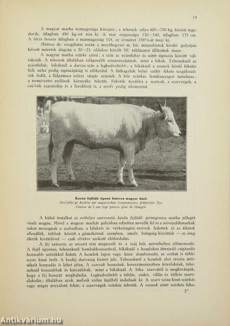 Szarvasmarhatenyésztés