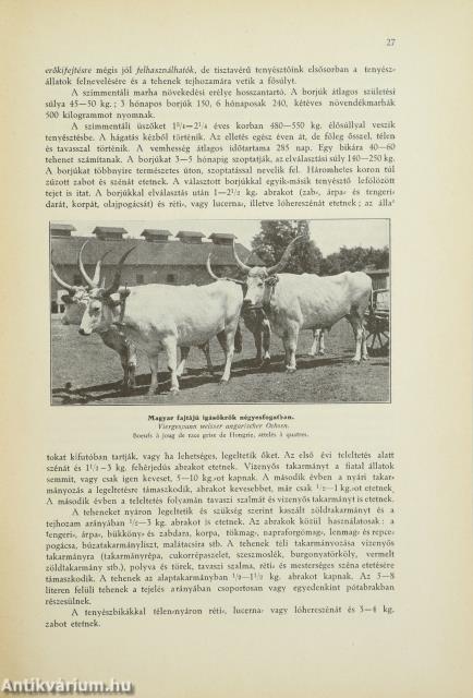 Szarvasmarhatenyésztés