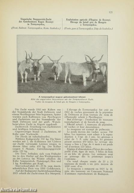 Szarvasmarhatenyésztés
