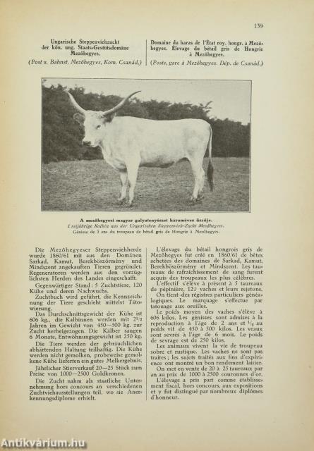 Szarvasmarhatenyésztés