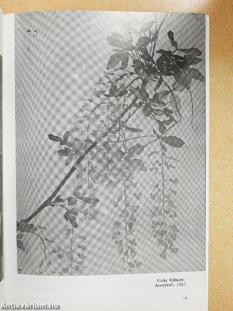 Tichy testvérek emlékkiállítása