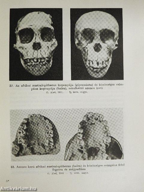 Az ember származása