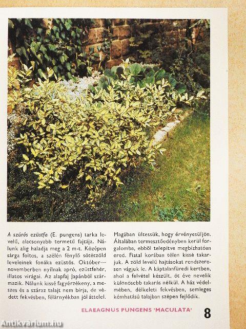 Az örökzöldekről és a fenyőkről