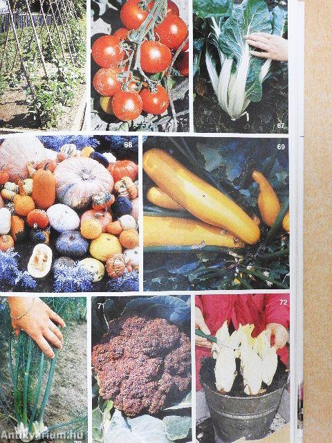 Tizenkét hónap a kertben