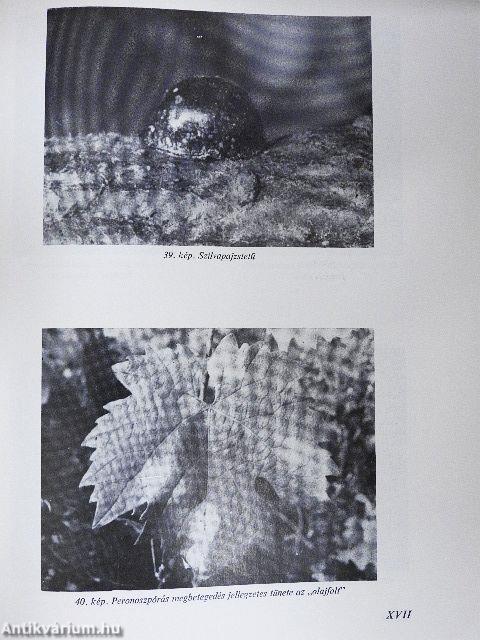 Kertészek új kézikönyve