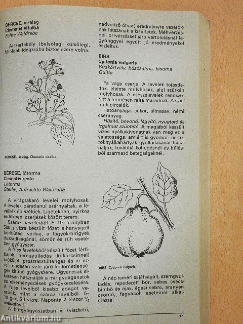 Gyógynövények gyógyhatásai