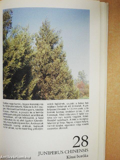 Fenyők és örökzöldek