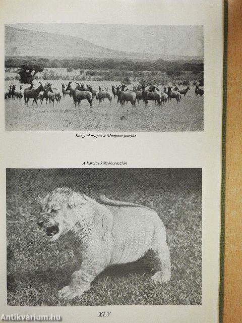 Ketten az Afrikai őserdőben