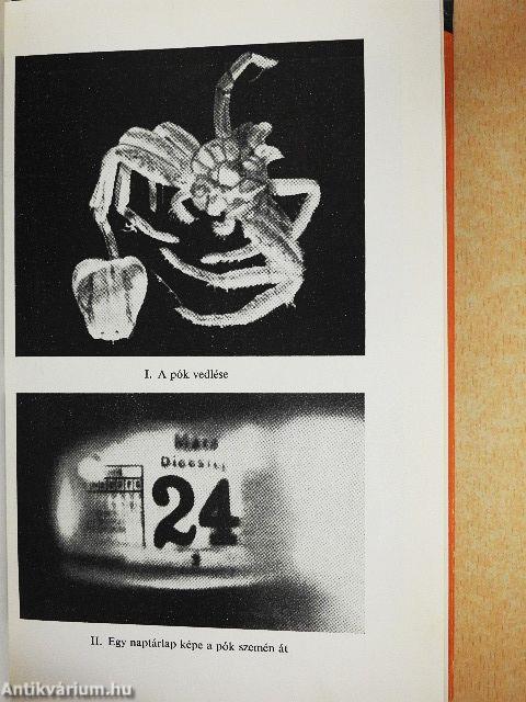 Hogyan lát az ember és az állat?