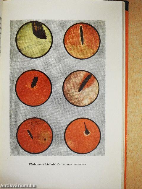 Hogyan lát az ember és az állat?