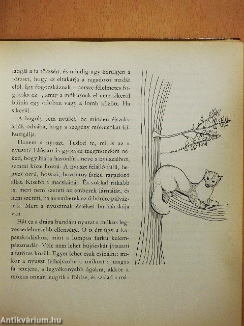 Kisanna Erdőországban