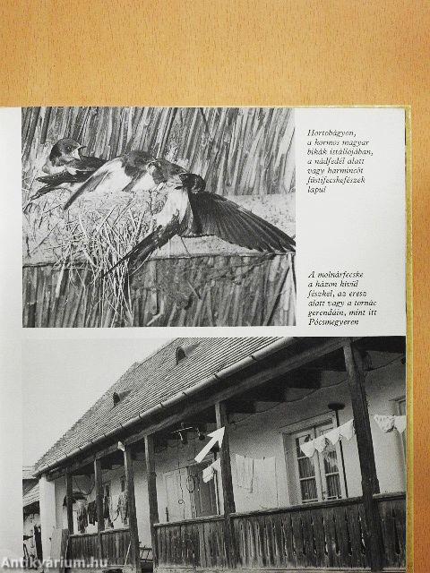 Fecskét látok, szeplőt hányok