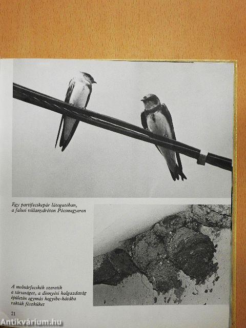 Fecskét látok, szeplőt hányok